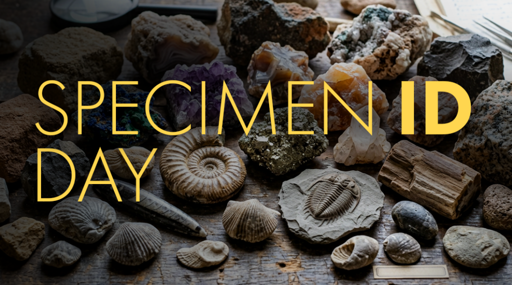 Menagerie of fossils and minerals spread on a wooden table