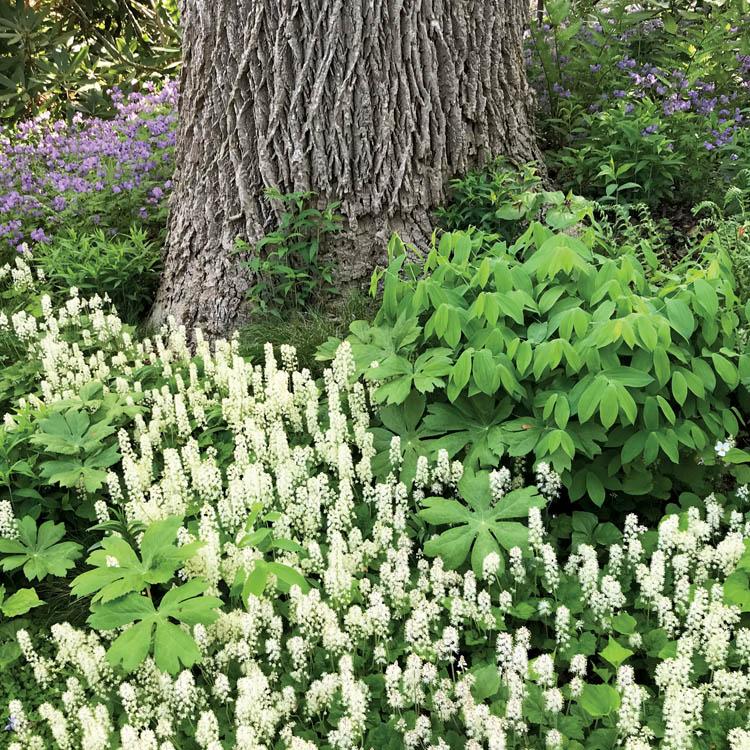 Foamflower blooms at the base of a tree