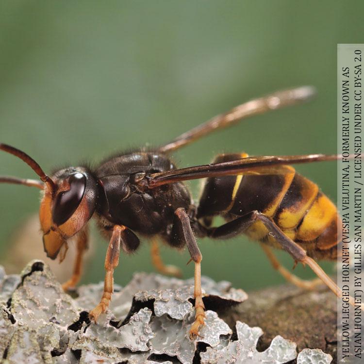 Yellow-legged hornet 