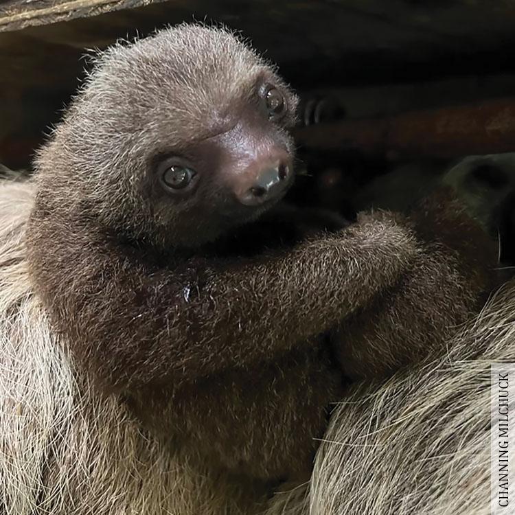 New baby sloth at Zoo Atlanta