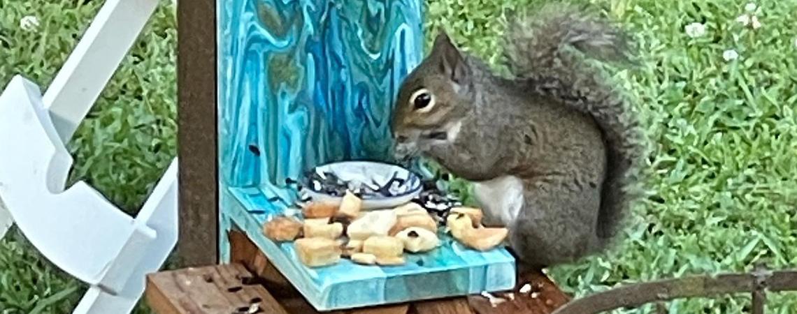 Squirrel sits at a tiny table eating a meal