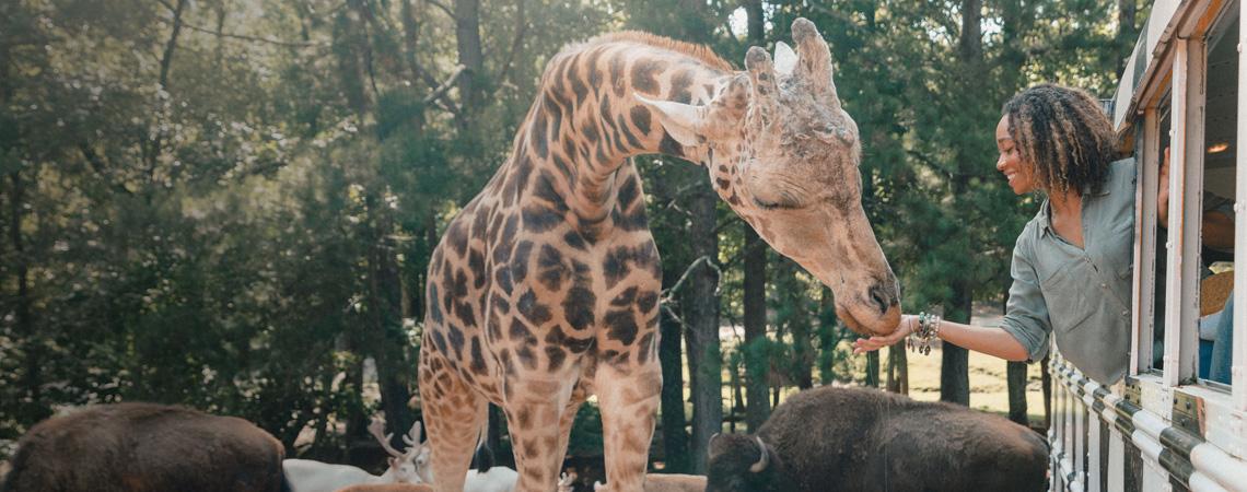 A woman feeds a giraffe at a Wild Animal Safari in Pine Mountain