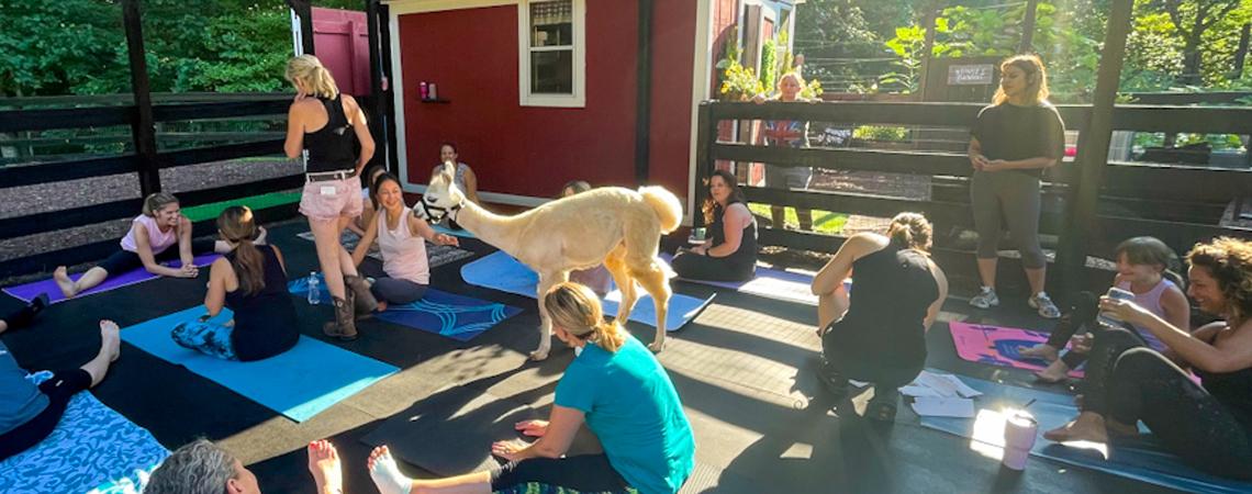 Fun yoga classes share space with friendly animals