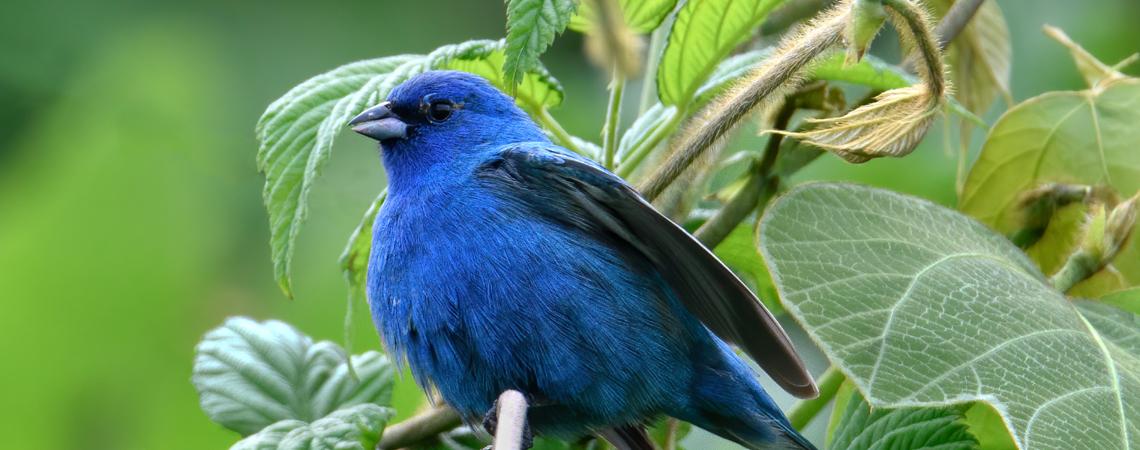 Photographer Eddie Headrick captures a photo of an indigo bunting