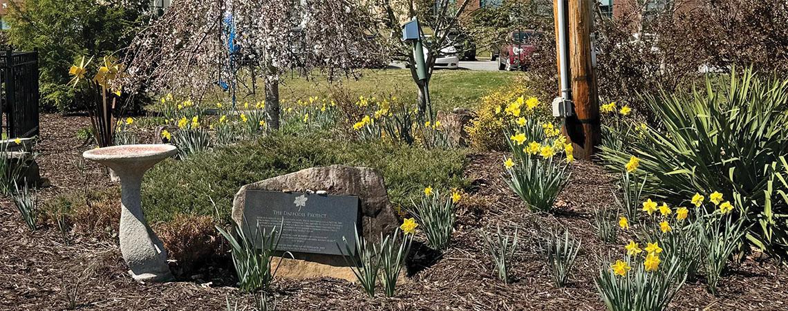 Daffodil gardens bloom in remembrance of children who died in the Holocaust