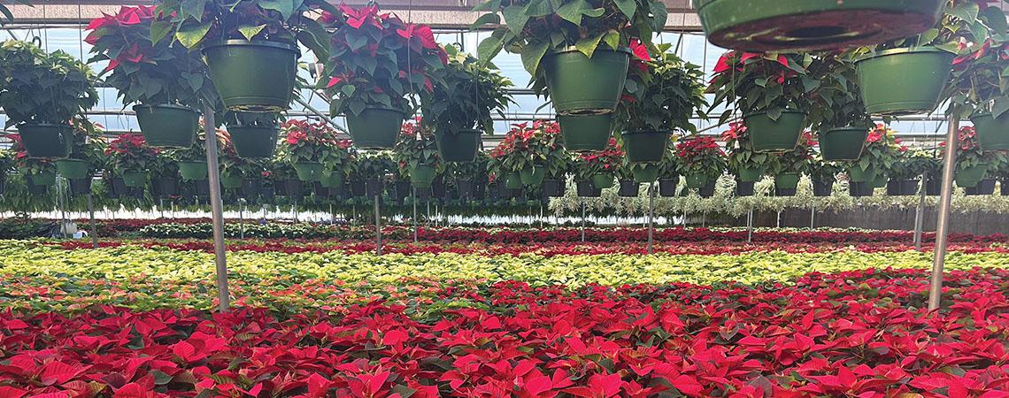 rows of different colored poinsettias