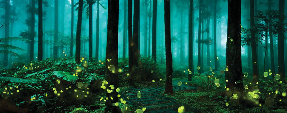 fireflies in a forest