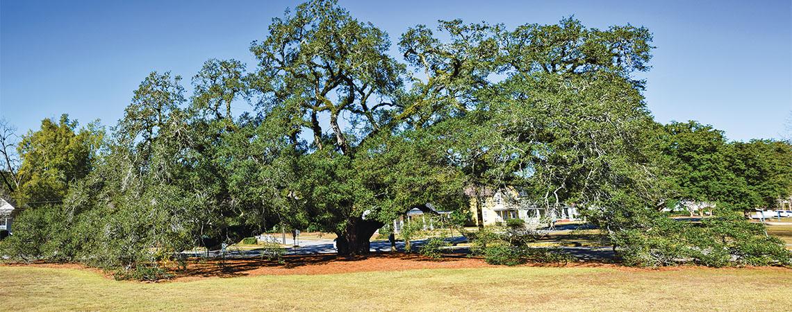 big oak